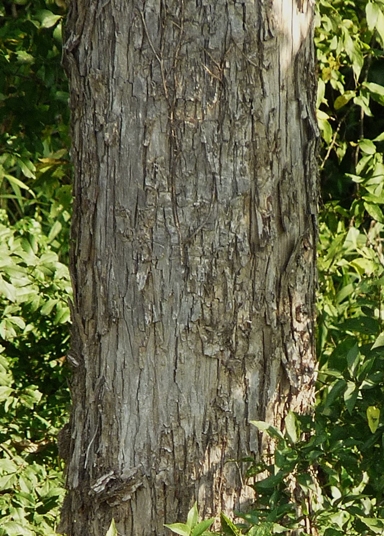 {Carya aquatica}